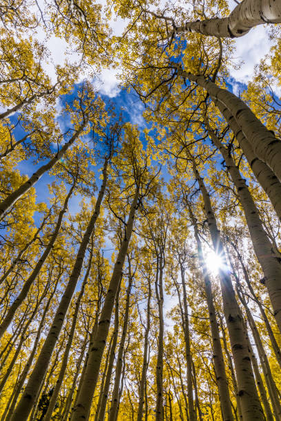Picture of Aspen Trees in Lockett Meadows Trail